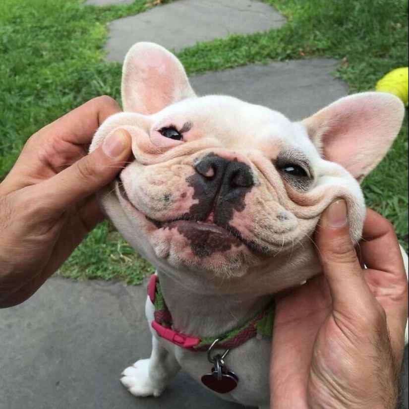 20+ of dogs with the cutest cheeks that are impossible not to cuddle