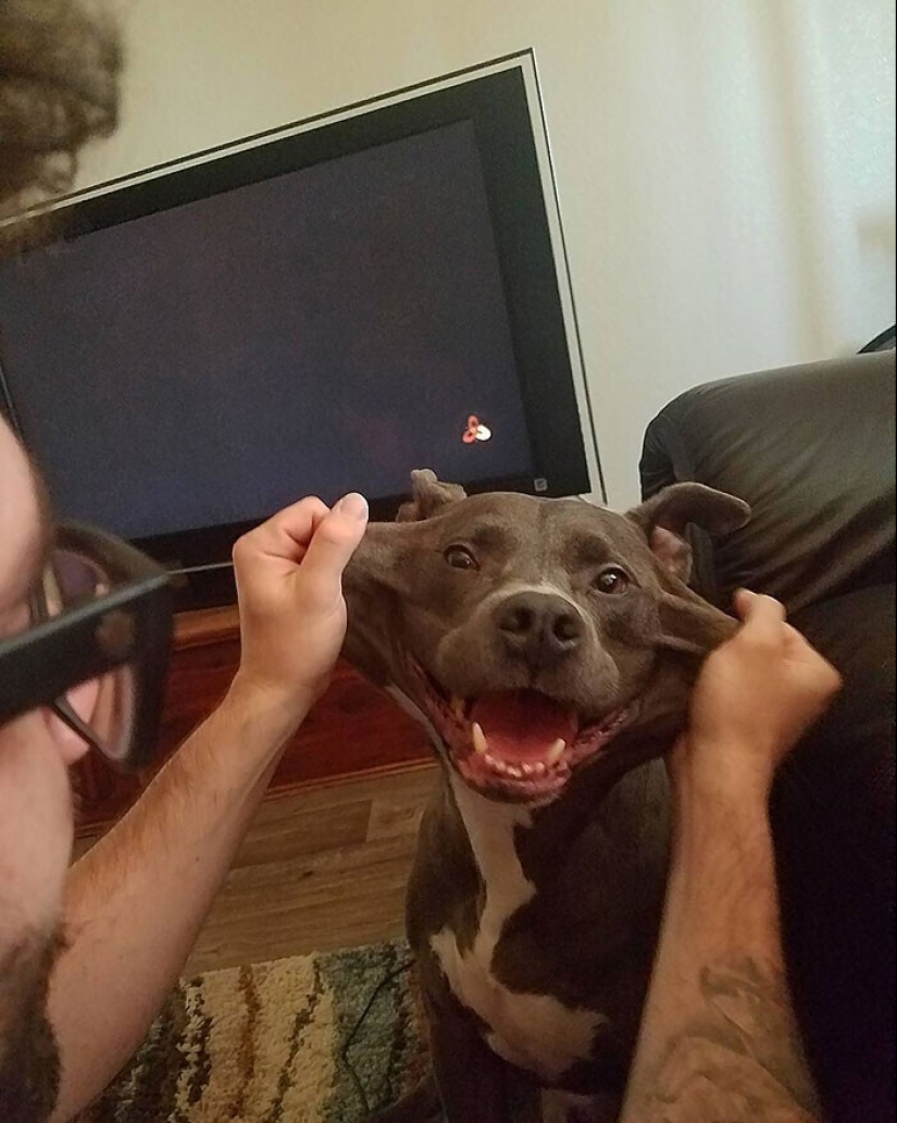 20+ of dogs with the cutest cheeks that are impossible not to cuddle