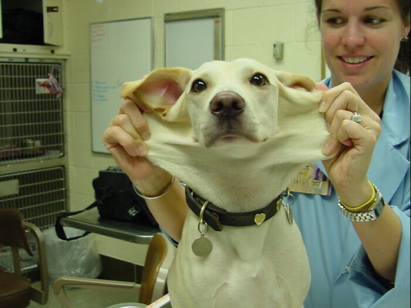 20+ of dogs with the cutest cheeks that are impossible not to cuddle