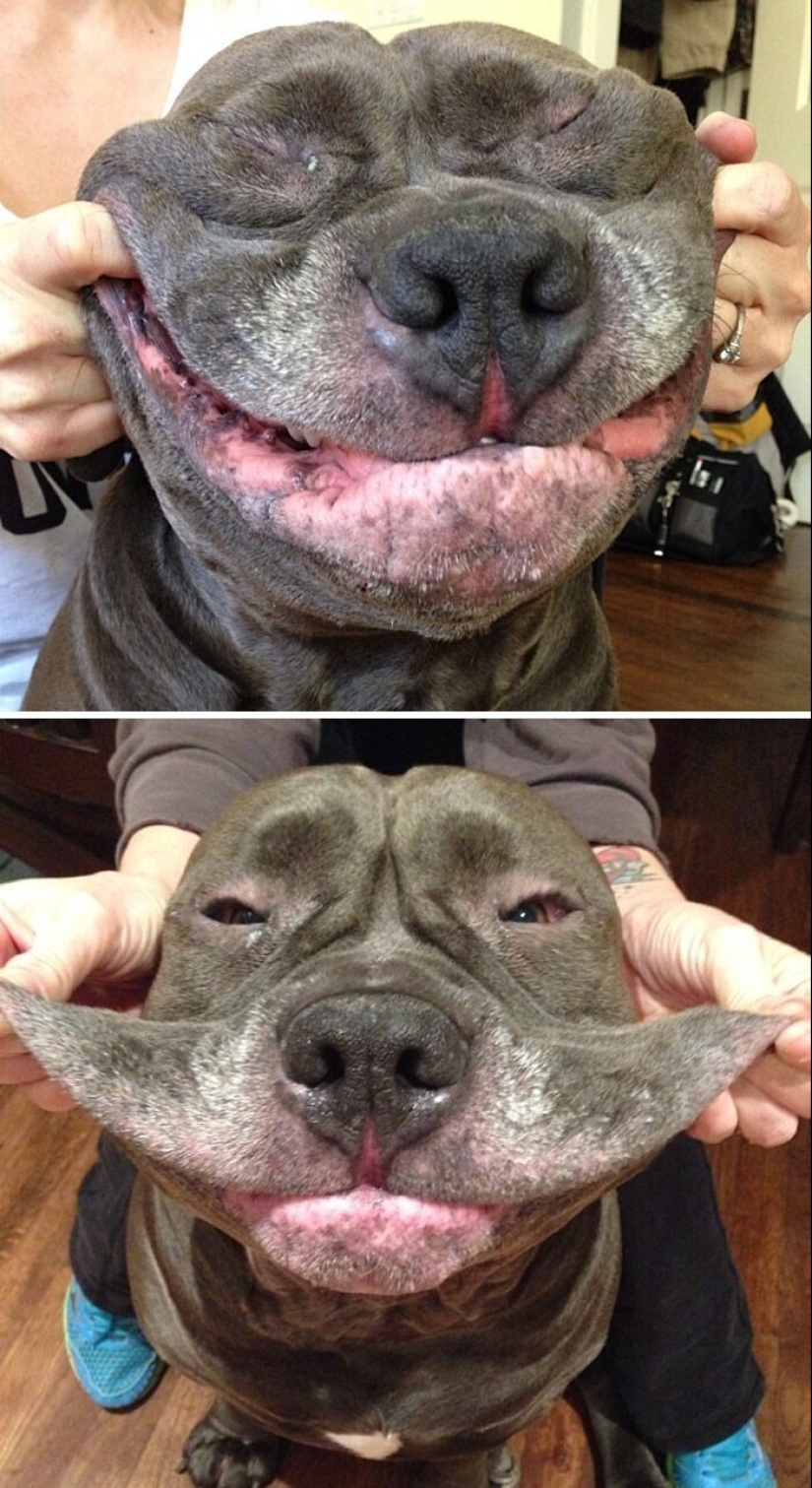 20+ of dogs with the cutest cheeks that are impossible not to cuddle