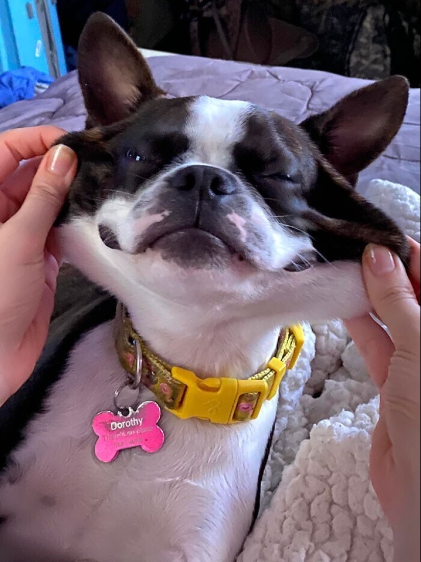 20+ of dogs with the cutest cheeks that are impossible not to cuddle