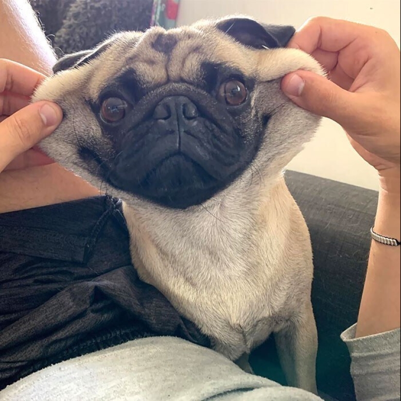 20+ of dogs with the cutest cheeks that are impossible not to cuddle