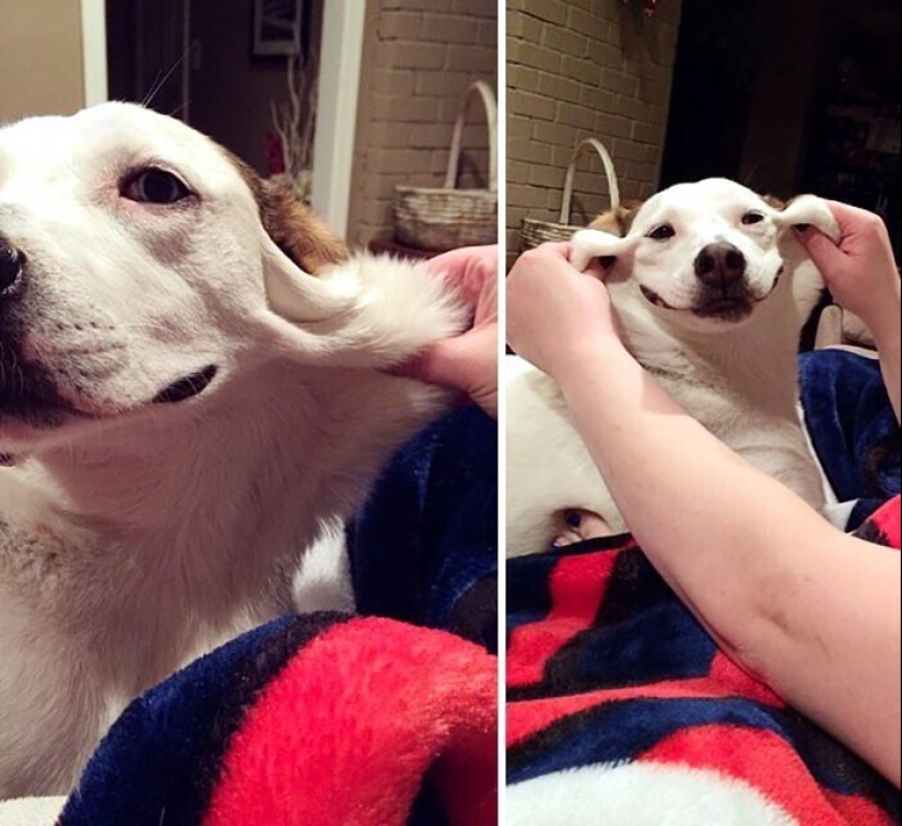 20+ of dogs with the cutest cheeks that are impossible not to cuddle