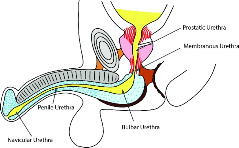 20 partes del cuerpo humano que son un ejemplo de mal diseño