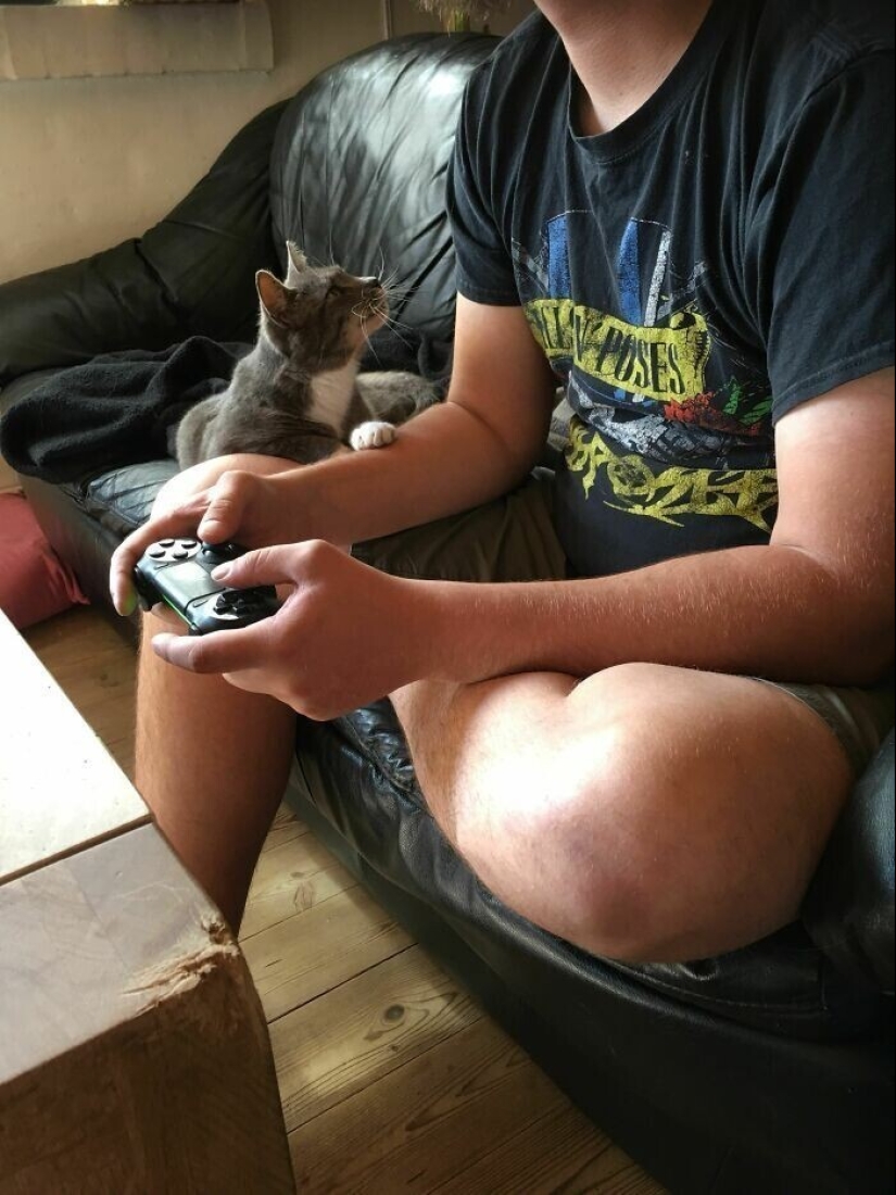 20+ Pets that shamelessly took the second halves of their owners