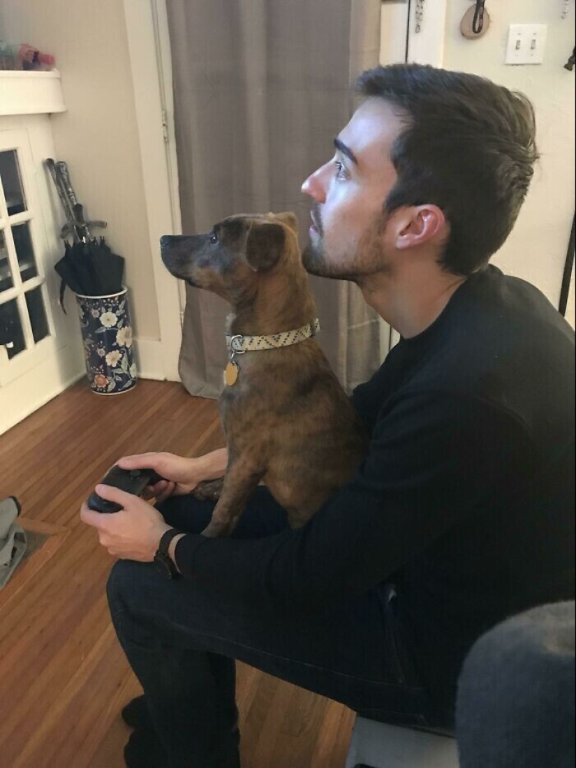 20+ Pets that shamelessly took the second halves of their owners