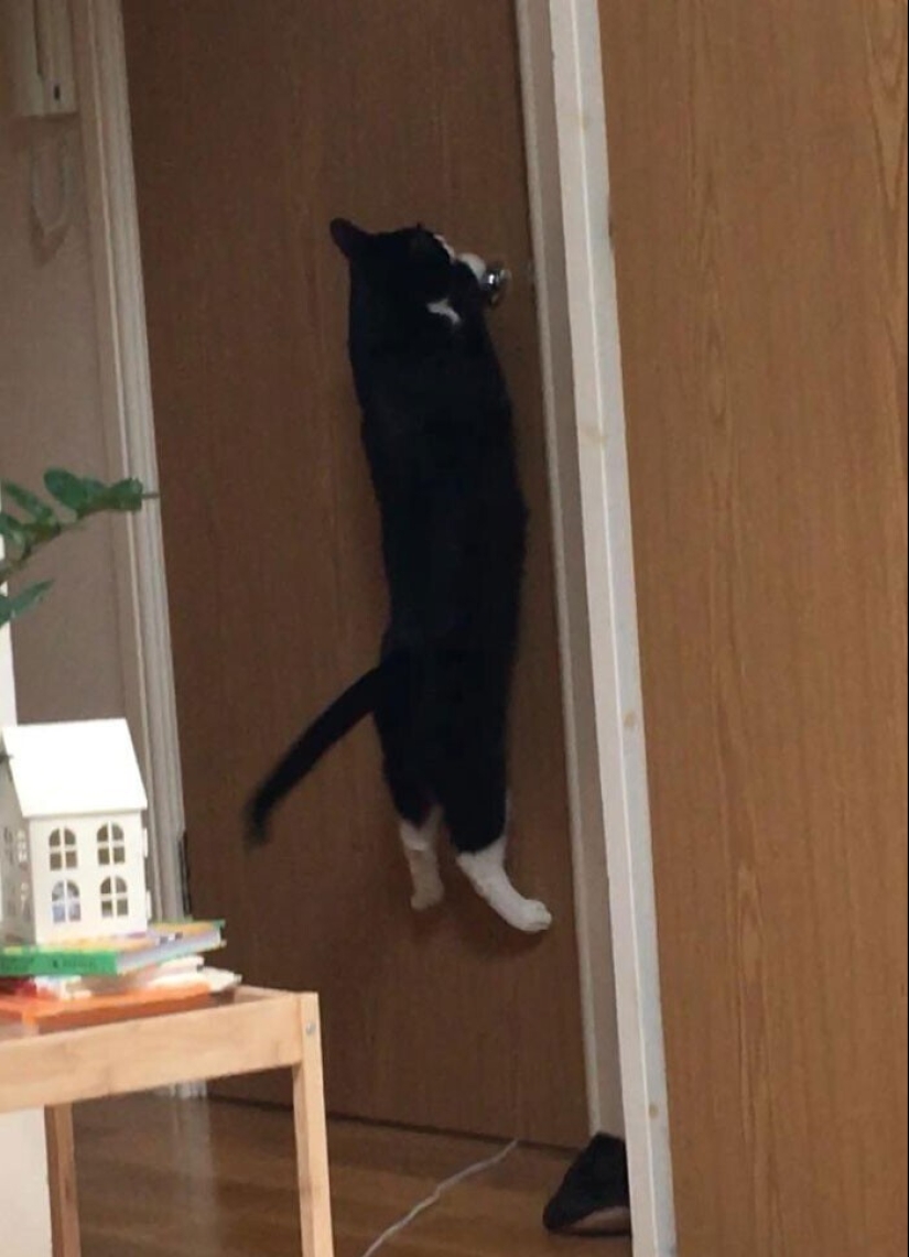 20+ Pets that shamelessly took the second halves of their owners