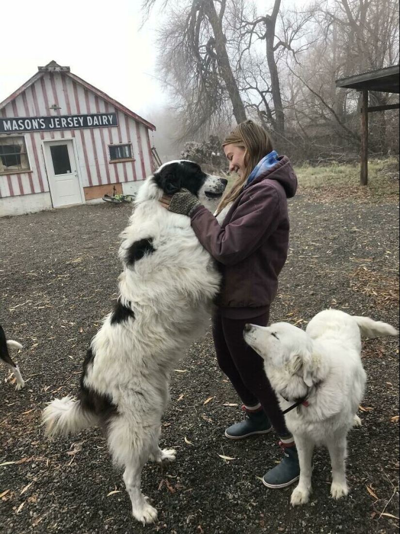 20+ Pets that shamelessly took the second halves of their owners