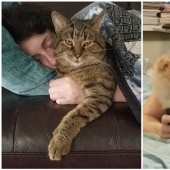 20+ Pets that shamelessly took the second halves of their owners