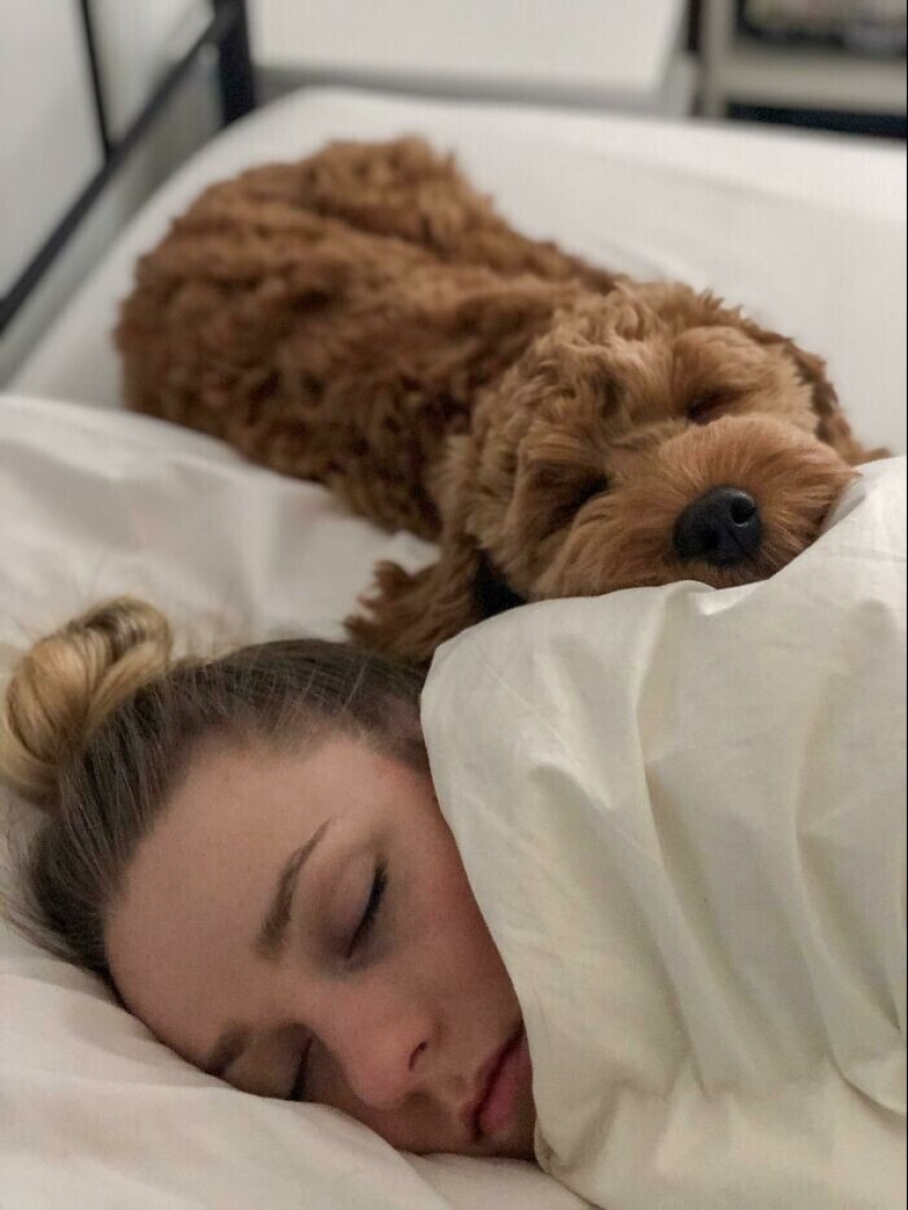 20+ Pets that shamelessly took the second halves of their owners