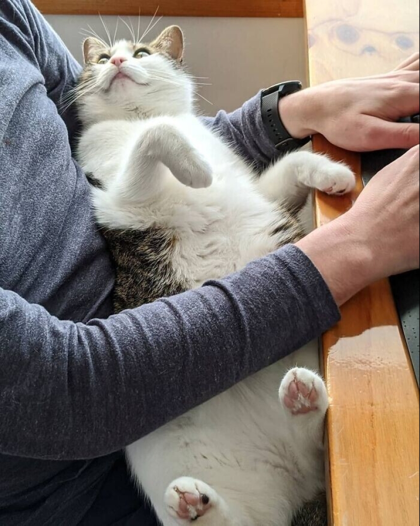 20+ Pets that shamelessly took the second halves of their owners