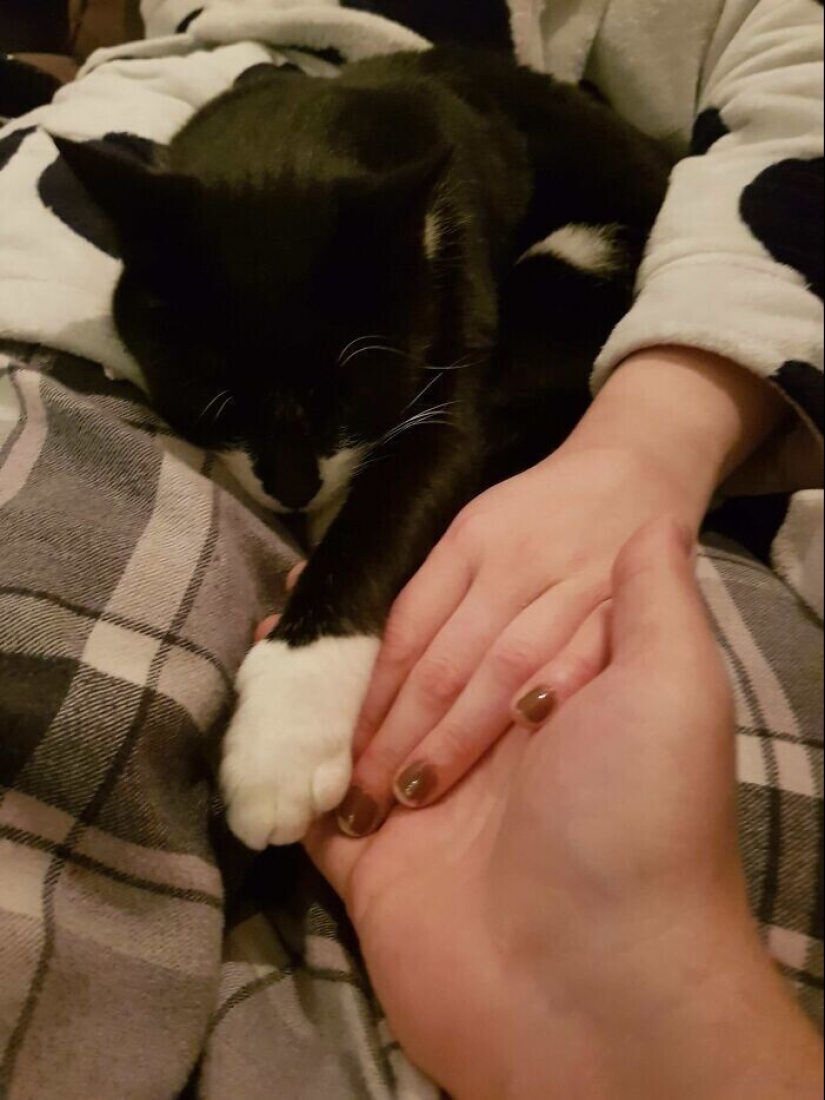 20+ Pets that shamelessly took the second halves of their owners