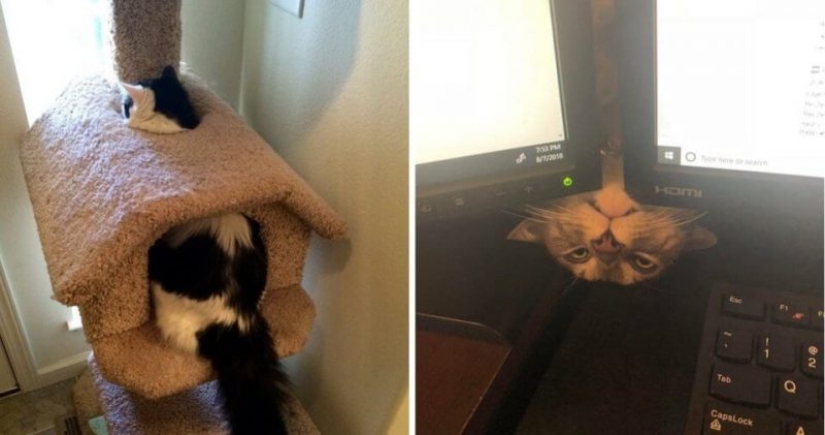 20 photos of cats doing stupid and funny things 20 photos of cats doing stupid and funny things