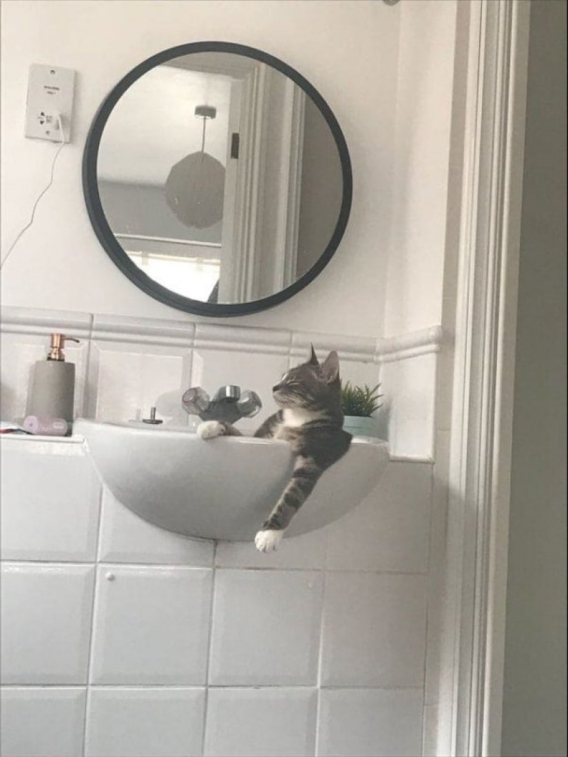 20 photos of cats doing stupid and funny things 20 photos of cats doing stupid and funny things