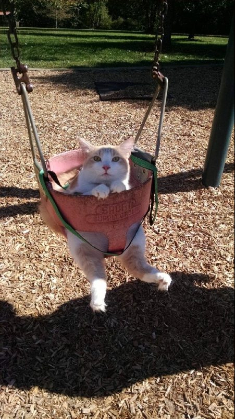 20 photos of cats doing stupid and funny things 20 photos of cats doing stupid and funny things