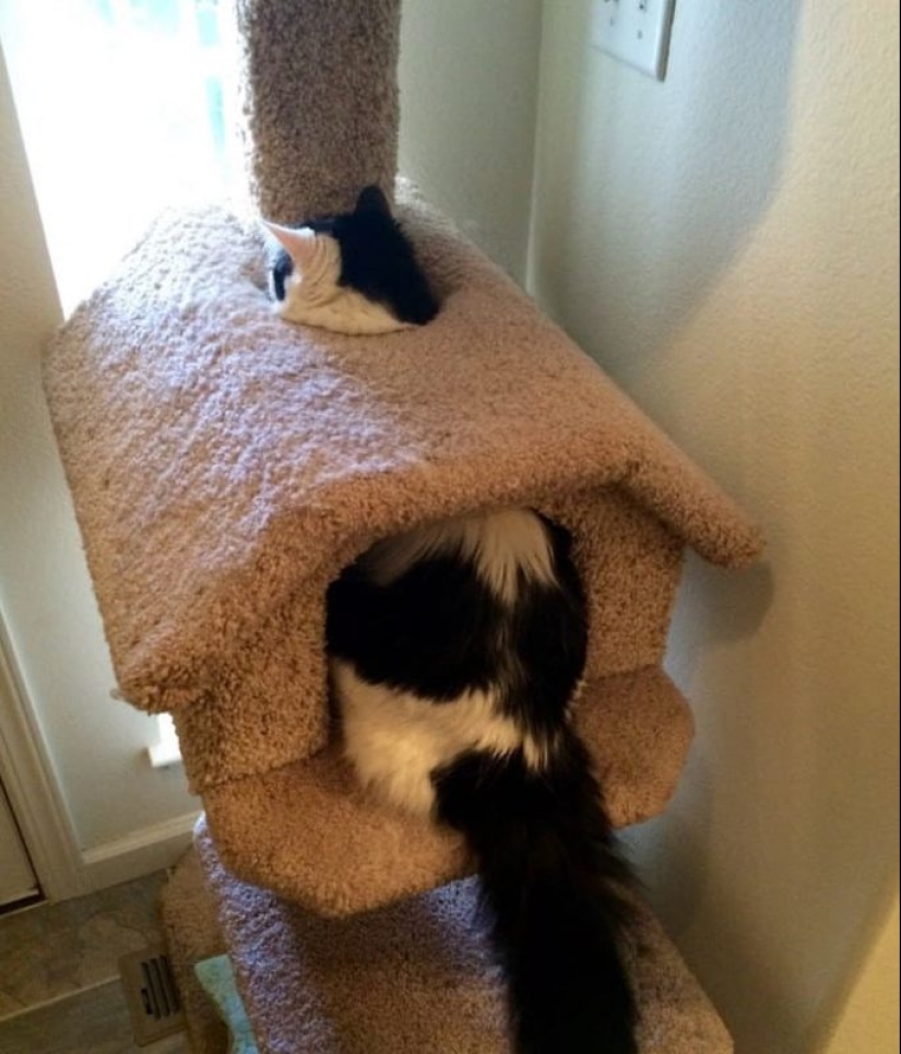 20 photos of cats doing stupid and funny things 20 photos of cats doing stupid and funny things