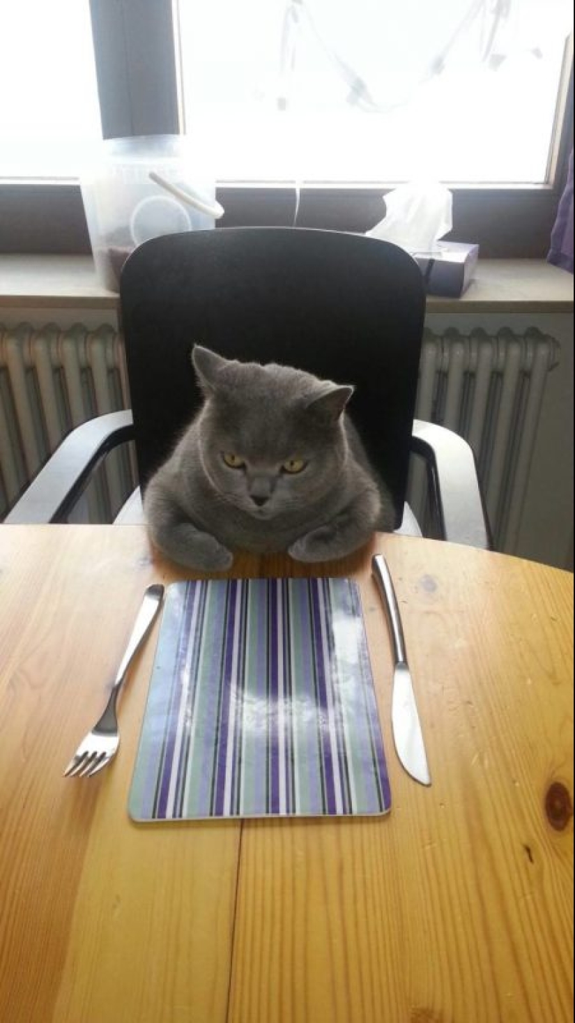 20 photos of cats doing stupid and funny things 20 photos of cats doing stupid and funny things