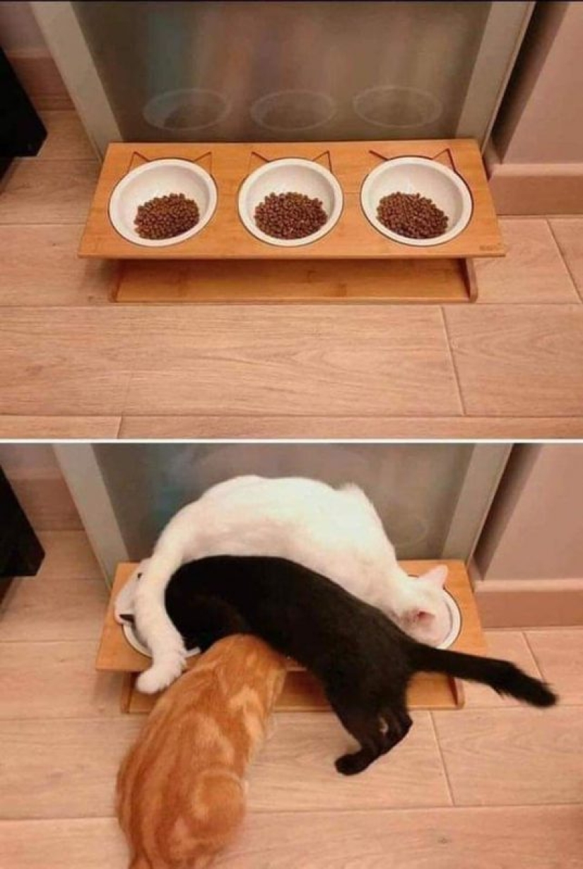 20 photos of cats doing stupid and funny things 20 photos of cats doing stupid and funny things