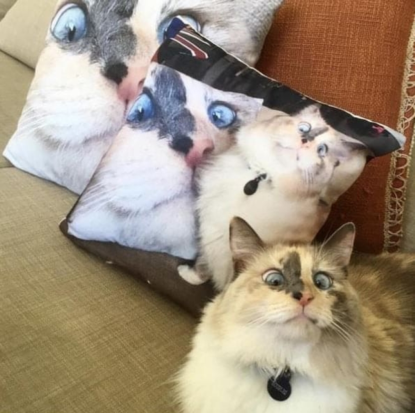 20 photos of cats doing stupid and funny things 20 photos of cats doing stupid and funny things