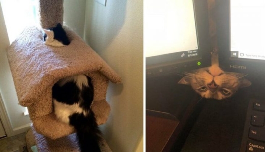 20 photos of cats doing stupid and funny things 20 photos of cats doing stupid and funny things