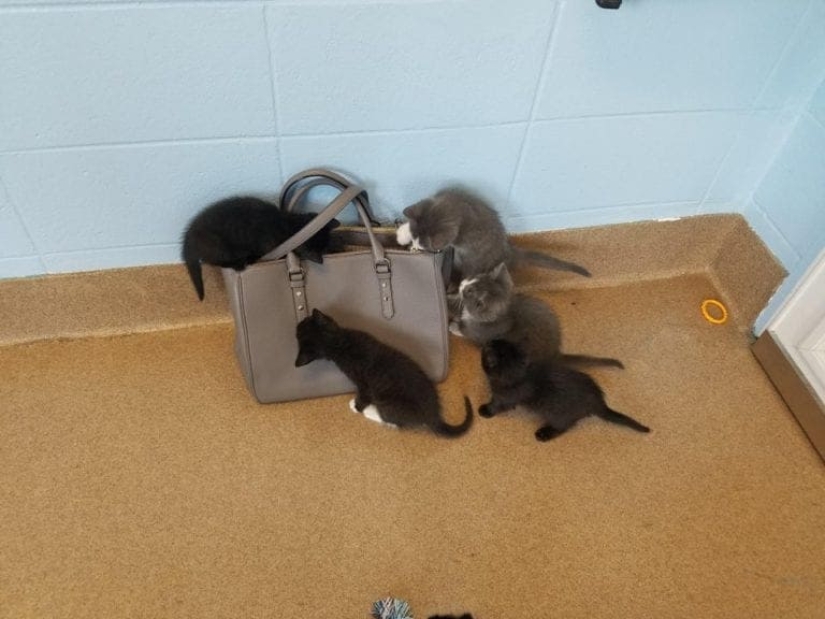 20 photos of cats doing stupid and funny things 20 photos of cats doing stupid and funny things