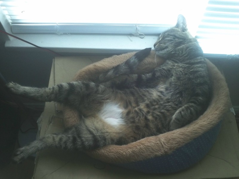 20 photos of cats who have achieved Zen 20 photos of cats who have achieved Zen