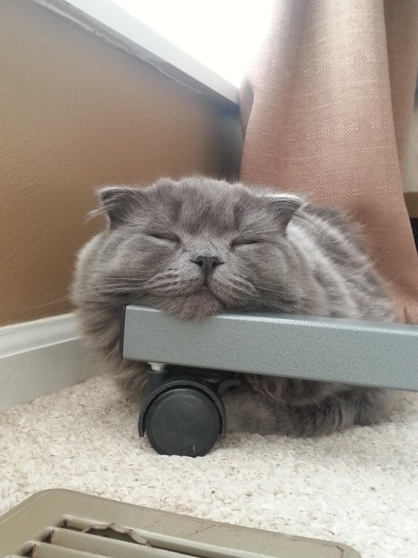 20 photos of cats who have achieved Zen 20 photos of cats who have achieved Zen