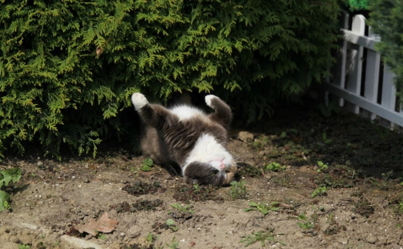 20 photos of cats who have achieved Zen 20 photos of cats who have achieved Zen