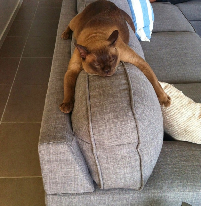 20 photos of cats who have achieved Zen 20 photos of cats who have achieved Zen