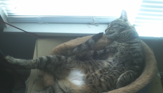 20 photos of cats who have achieved Zen 20 photos of cats who have achieved Zen