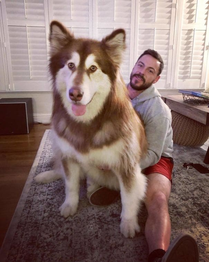 20 photos of the charming Alaskan Malamutes that will lift your spirits 20 photos of the charming Alaskan Malamutes that will lift your spirits