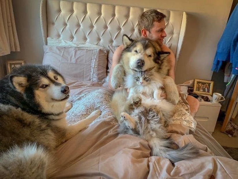 20 photos of the charming Alaskan Malamutes that will lift your spirits 20 photos of the charming Alaskan Malamutes that will lift your spirits