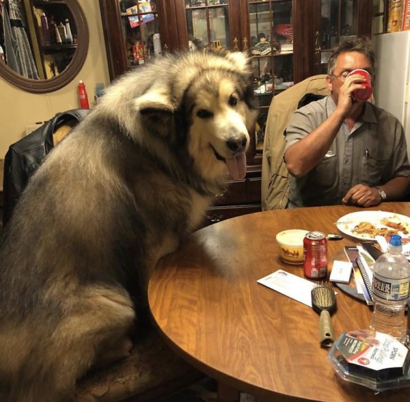 20 photos of the charming Alaskan Malamutes that will lift your spirits 20 photos of the charming Alaskan Malamutes that will lift your spirits