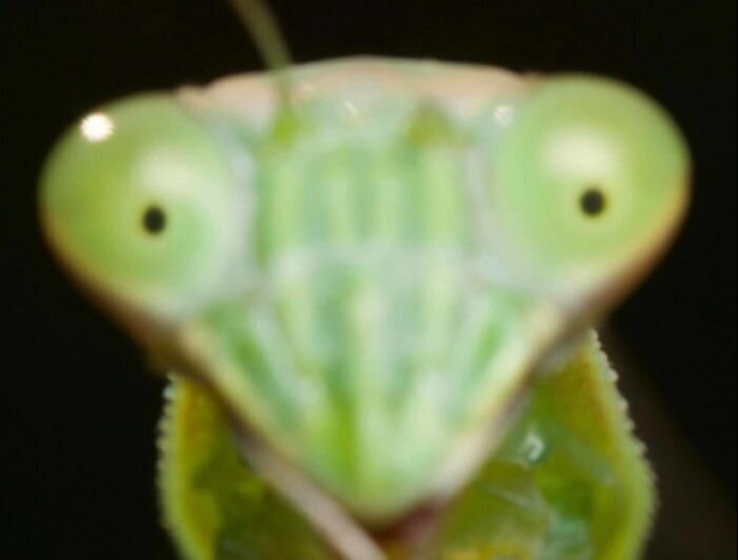 20 photos of wildlife that is so bad that even good
