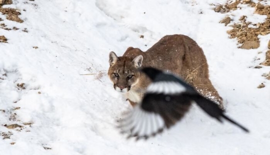 20 photos of wildlife that is so bad that even good 20 photos of wildlife that is so bad that even good