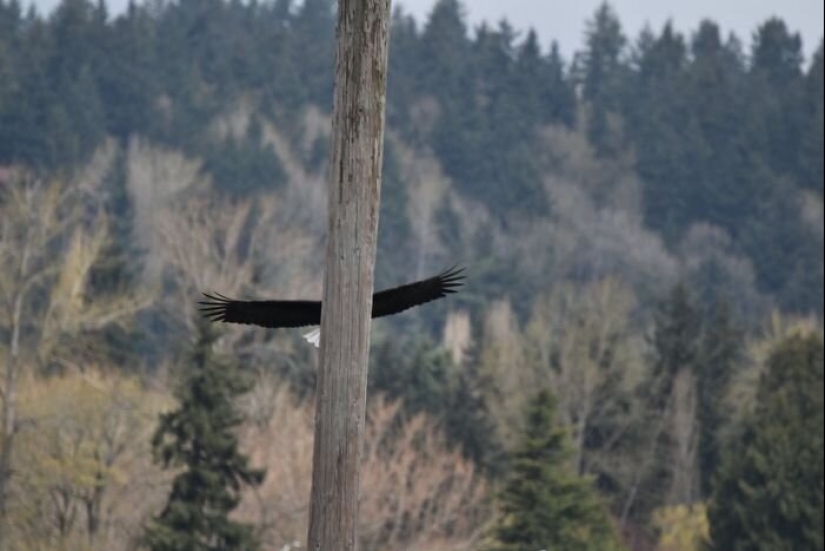 20 photos of wildlife that is so bad that even good