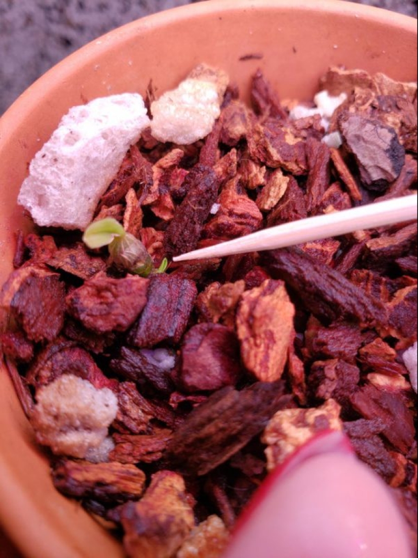 20 photos that depict something completely different from what it seems at first glance