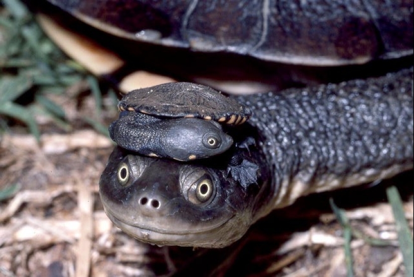 20 photos that depict something completely different from what it seems at first glance