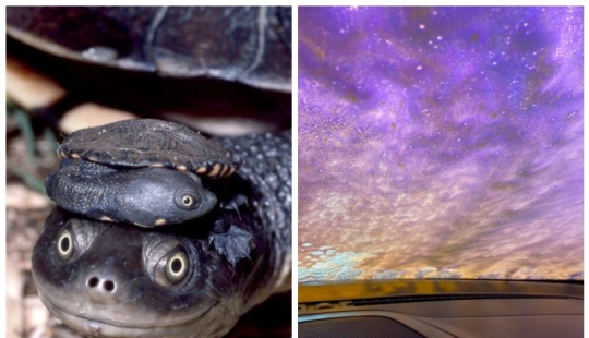 20 photos that depict something completely different from what it seems at first glance