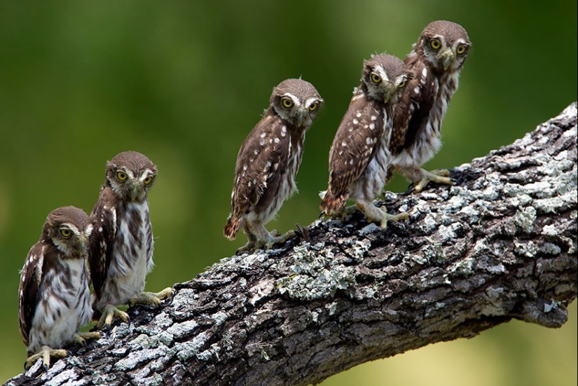 20 Photos That Owls Can Be Proud Of
