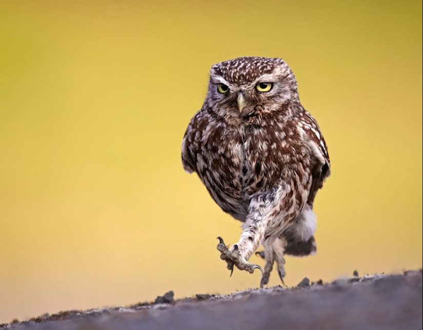20 Photos That Owls Can Be Proud Of
