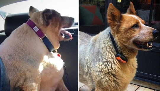 20 pictures of dogs before and after they took him in the legs and was able to lose weight 20 pictures of dogs before and after they took him in the legs and was able to lose weight