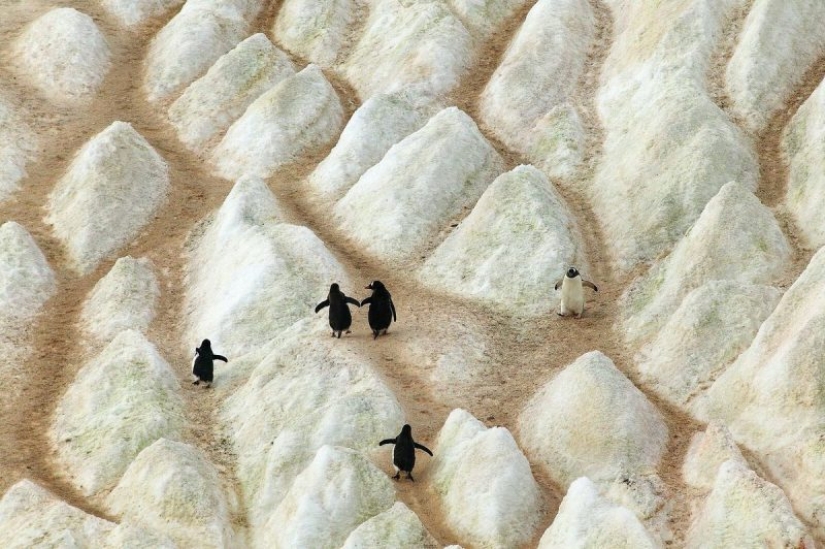 20 pictures of interesting things that you rarely see and if you are very lucky