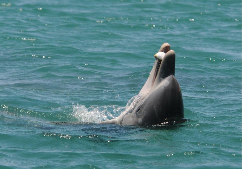 20 pictures of interesting things that you rarely see and if you are very lucky
