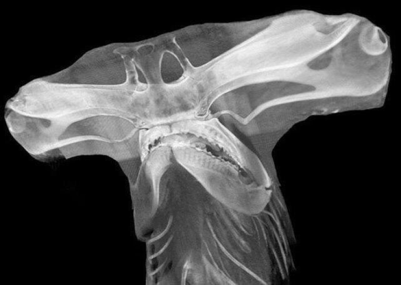 20 pictures of interesting things that you rarely see and if you are very lucky