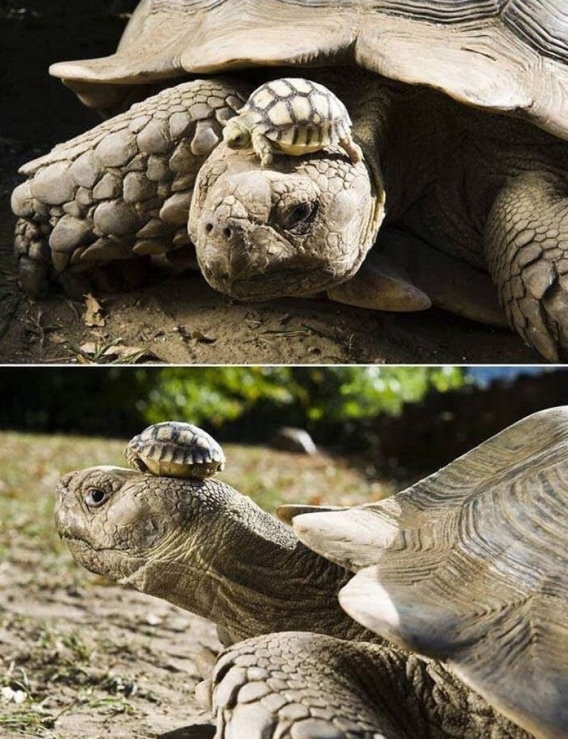 20 pictures of interesting things that you rarely see and if you are very lucky