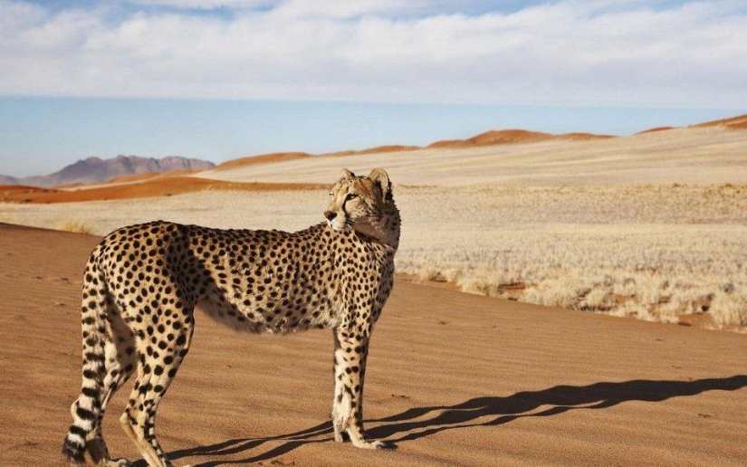 20 places where rare animals are found