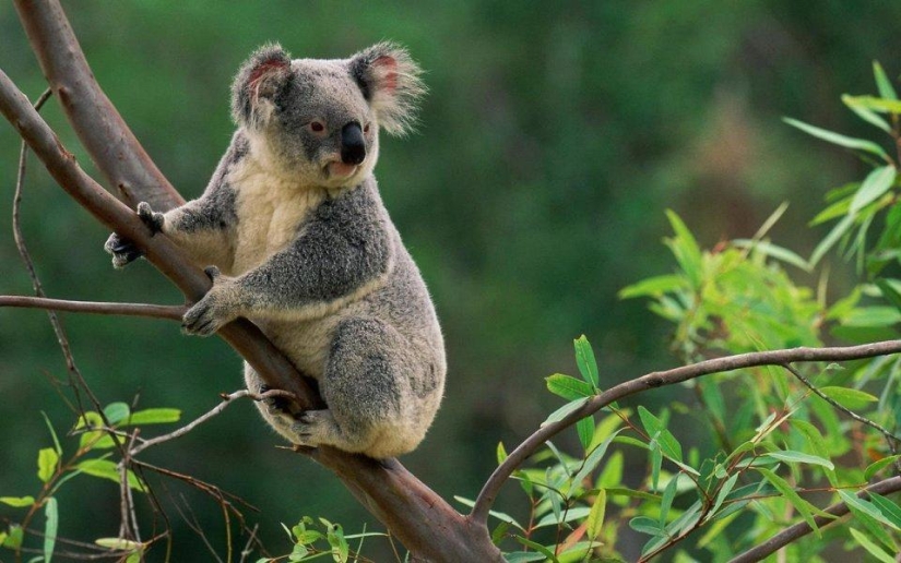 20 places where rare animals are found