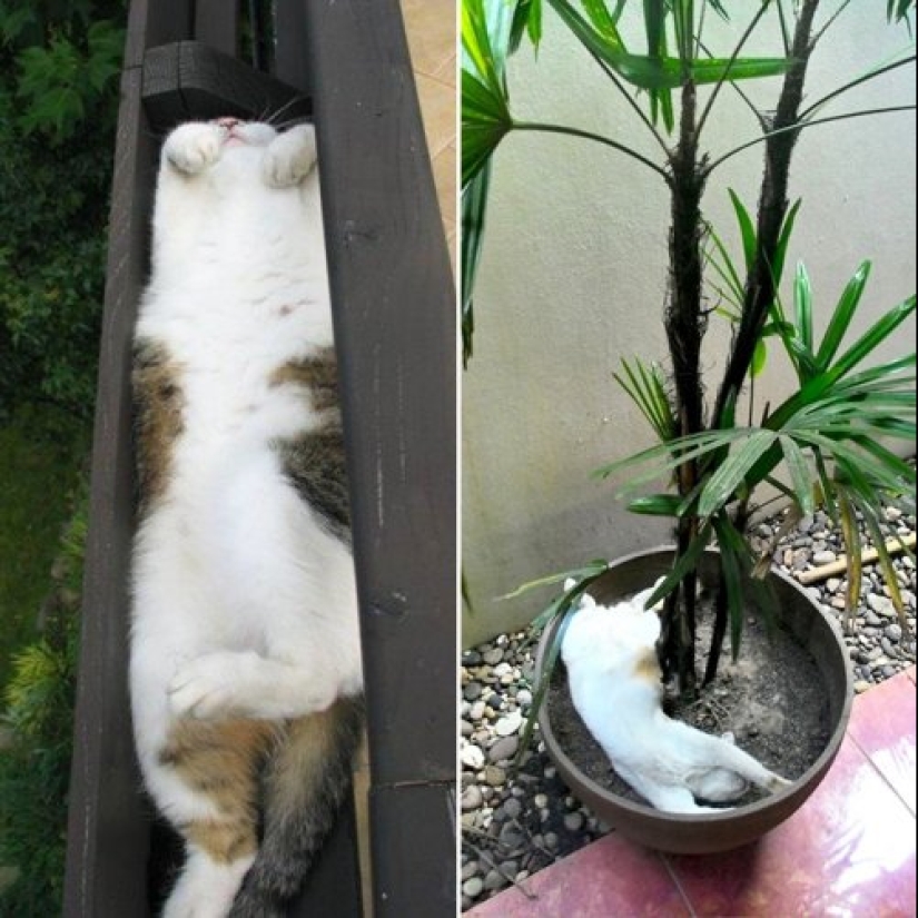 20 plantas de gato que requieren caricias y comida