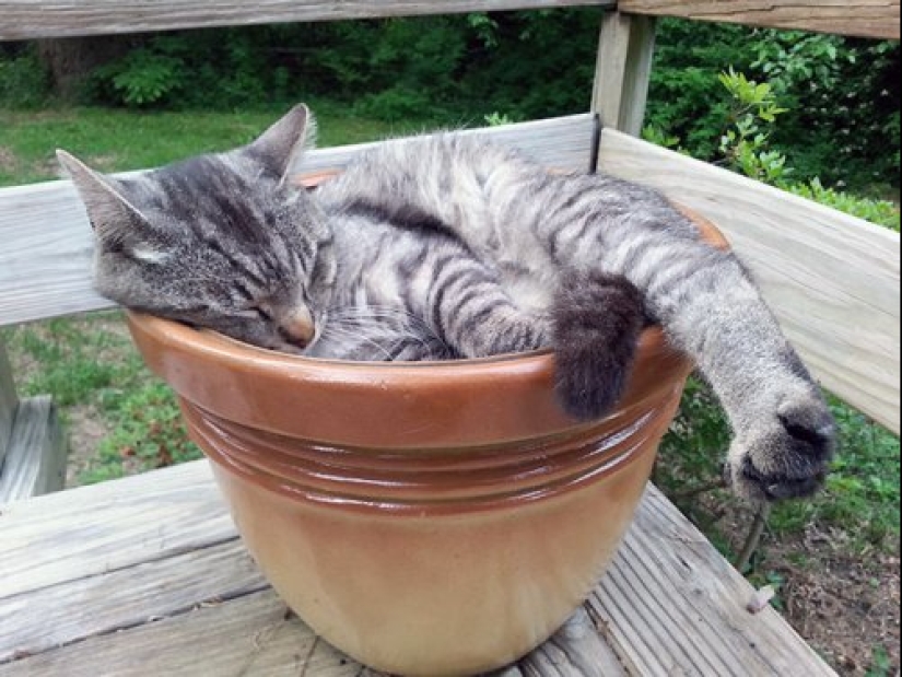 20 plantas de gato que requieren caricias y comida